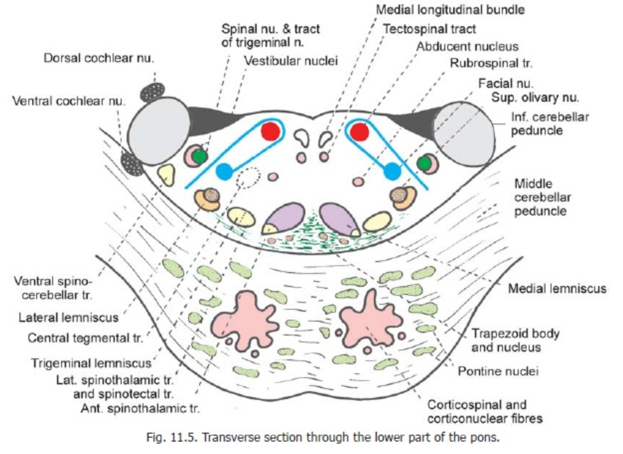 hjärnbryggan_anatomi_transvers_låg