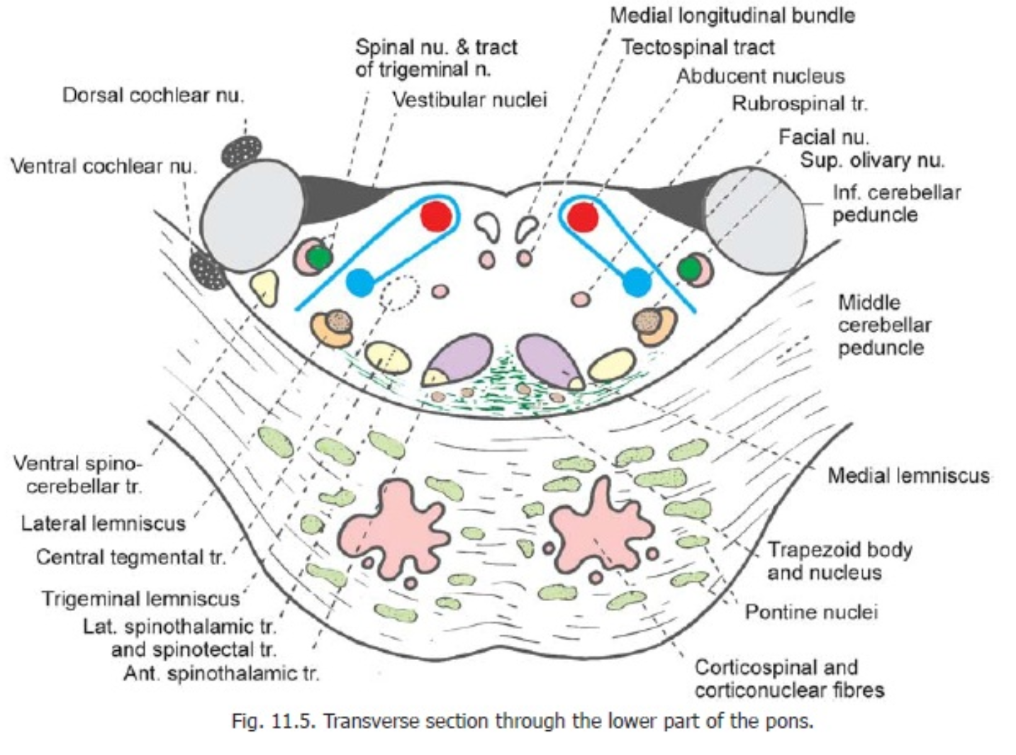 hjärnbryggan_anatomi_transvers_låg_extra