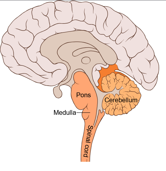 hjärnbryggans_position