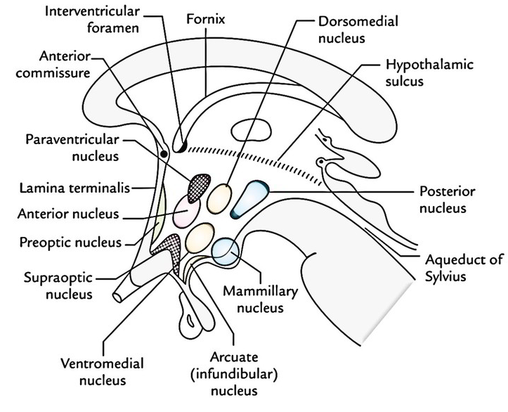 hypothalamus_anatomi