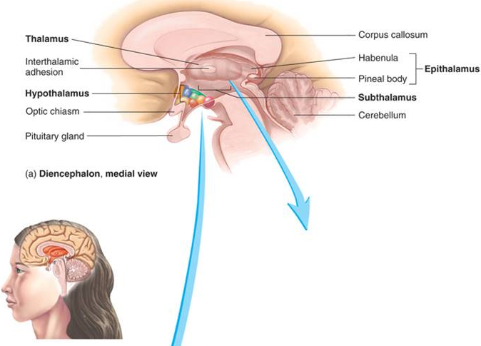 mellanhjärna_anatomi