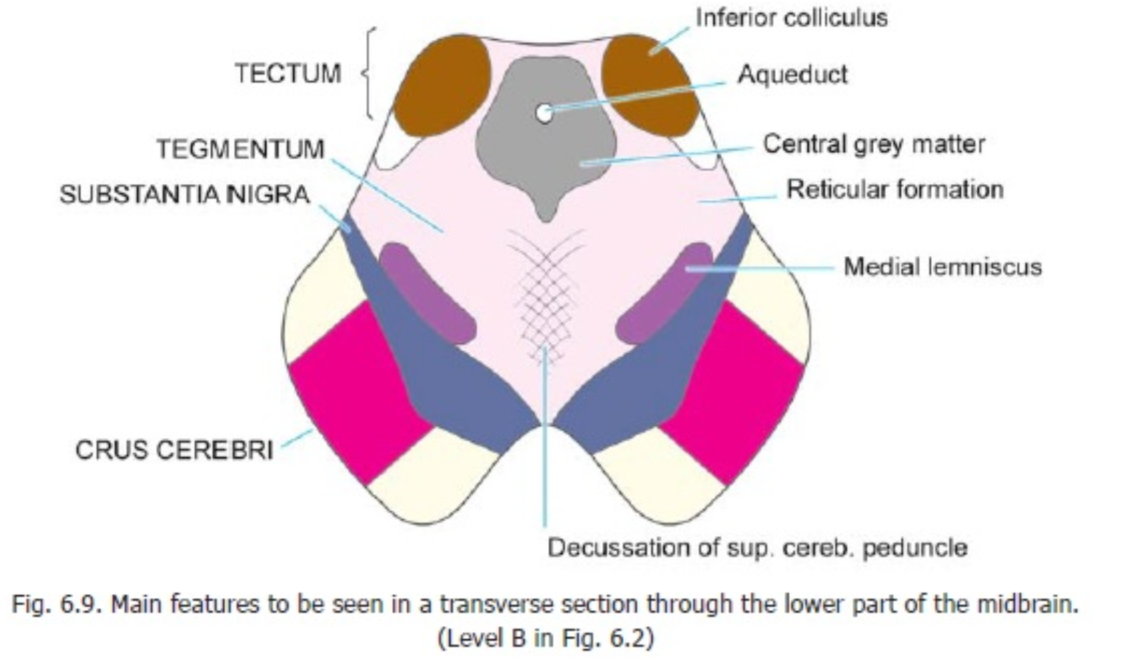 mitthjärna_anatomi_inferior