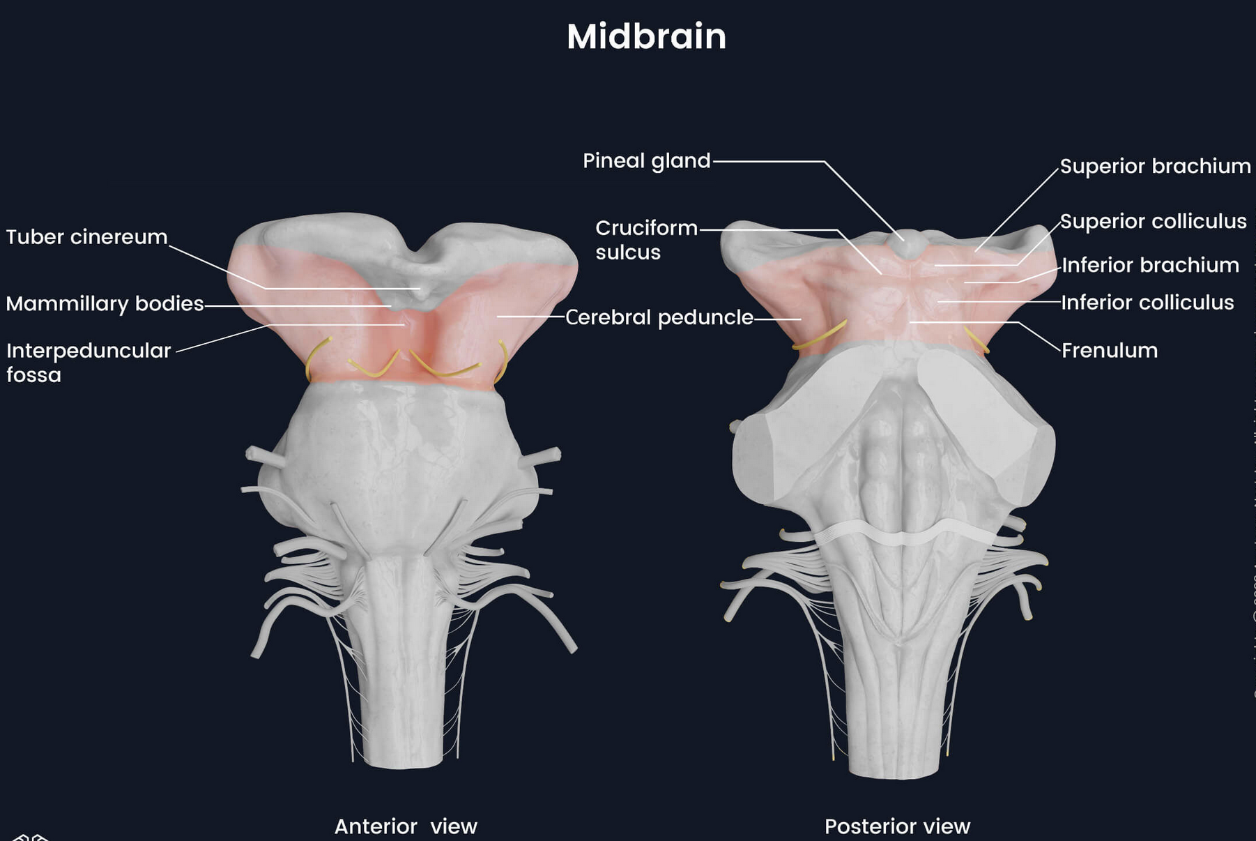 mitthjärna_anatomi_post_ante