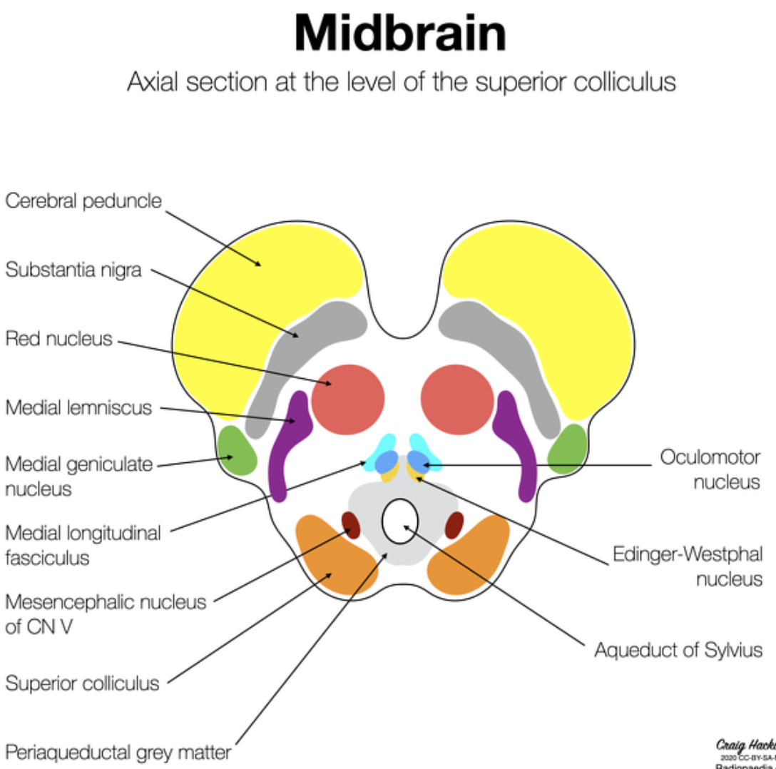 mitthjärna_anatomi_superior