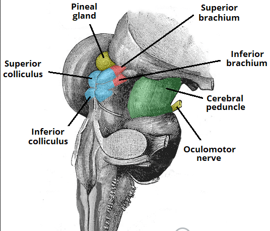 mitthjärna_anatomi_utzooomad