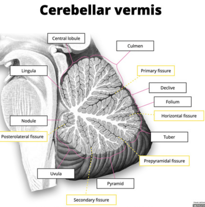 lillhjärna_anatomi_a