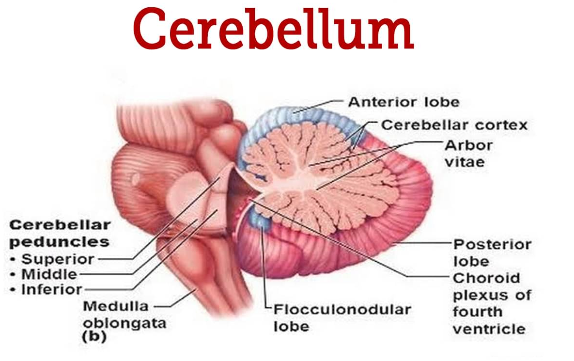 lillhjärna_anatomi_b