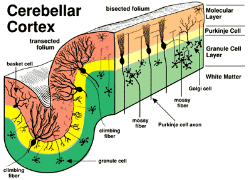 lillhjärna_anatomi_bark