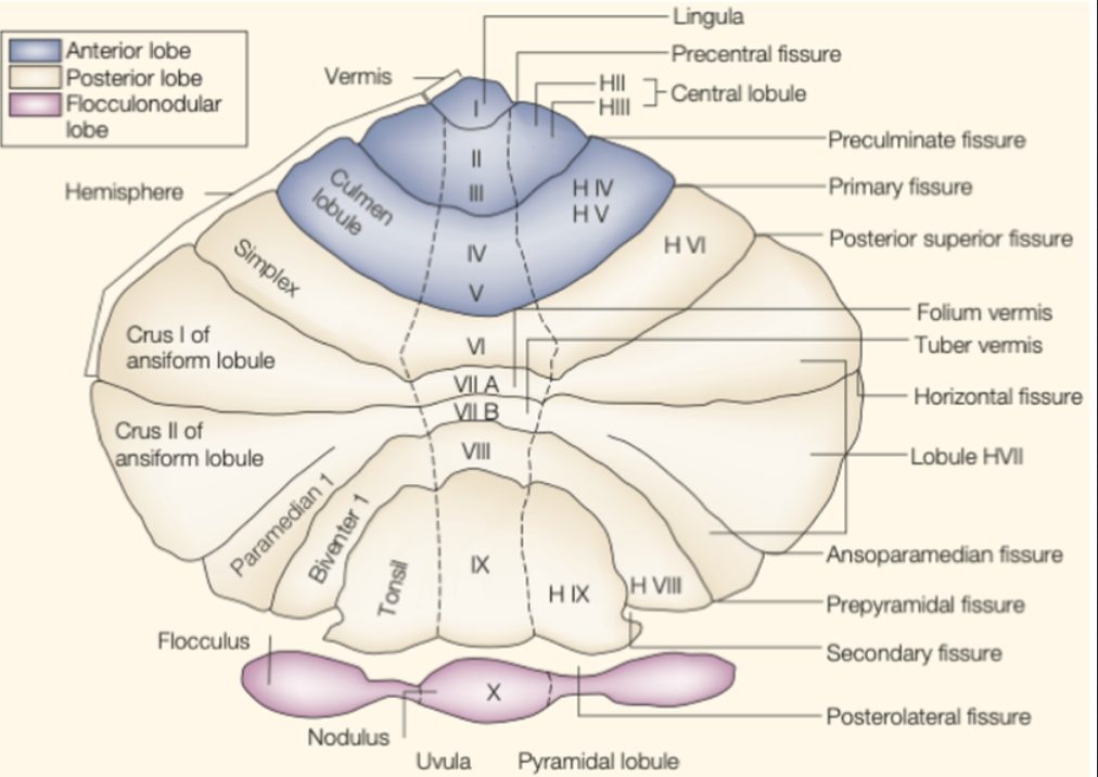 lillhjärna_anatomi_detaljerad