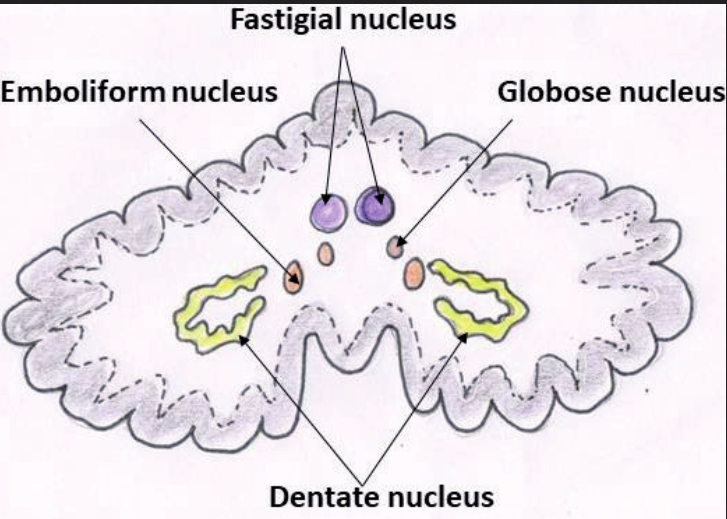 lillhjärna_anatomi_nuclei