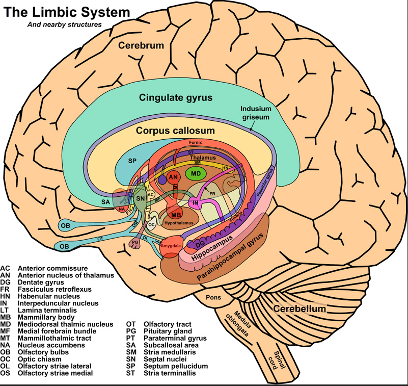 limbiska_systemet_anatomi
