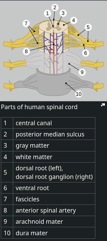 ryggmärg_anatomi_extra
