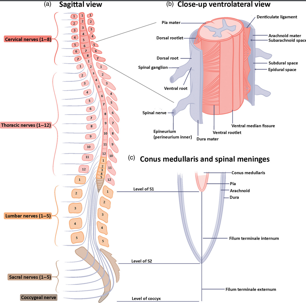 ryggmärg_anatomi_extra_extra