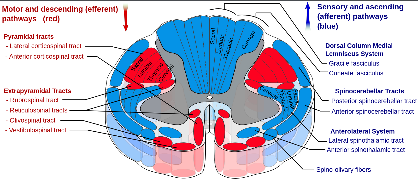 ryggmärg_anatomi_extra_extra_extra