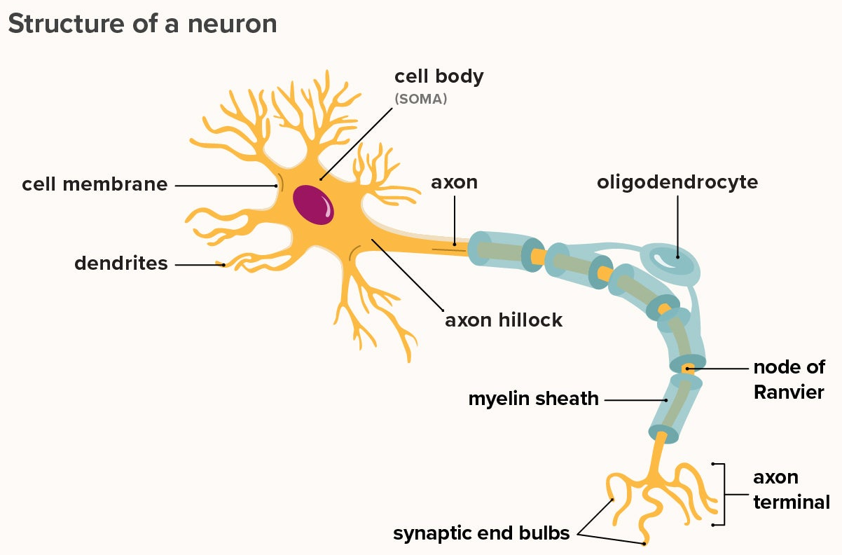 nevron_anatomi