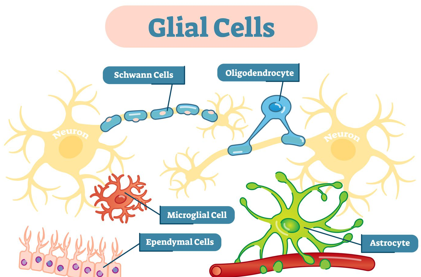 gliala_celler_samling