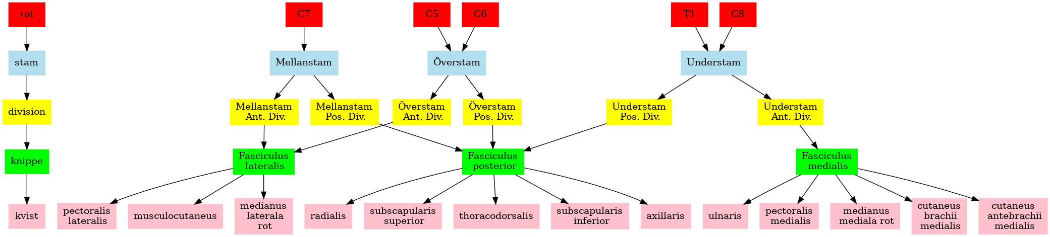plexus_brachialis