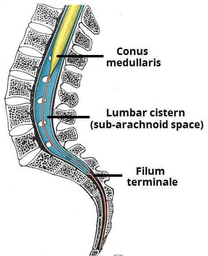 ryggmärg_hinnor_anatomi_b