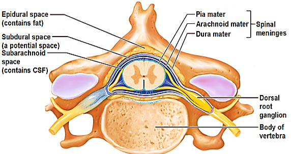 ryggmärg_hinnor_anatomi_c