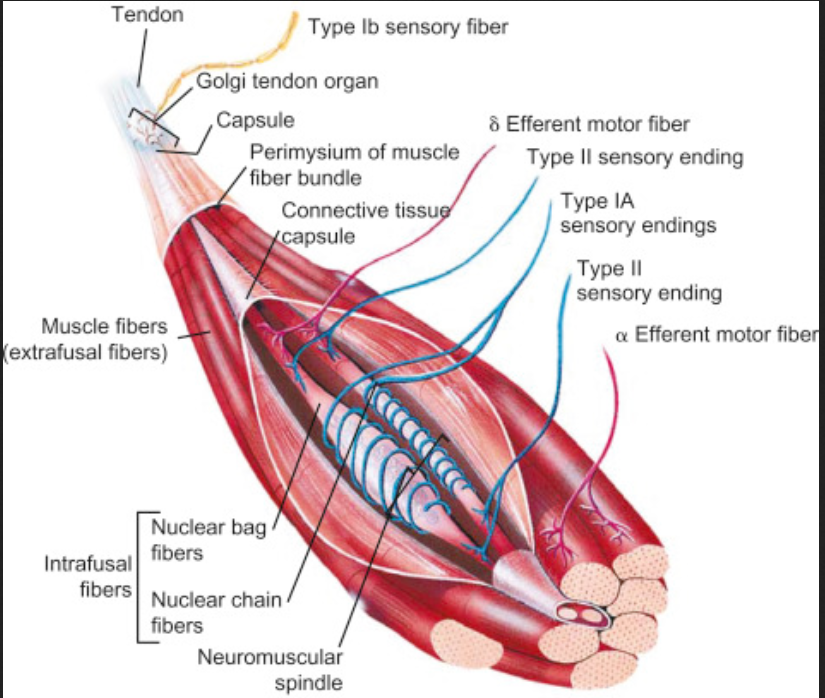 muskelspole_anatomi_a