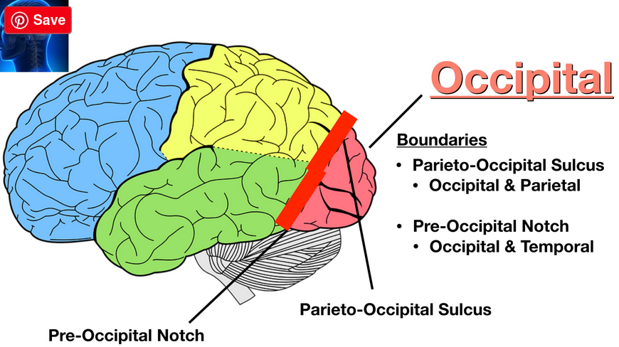 avgränsning_occipitallob
