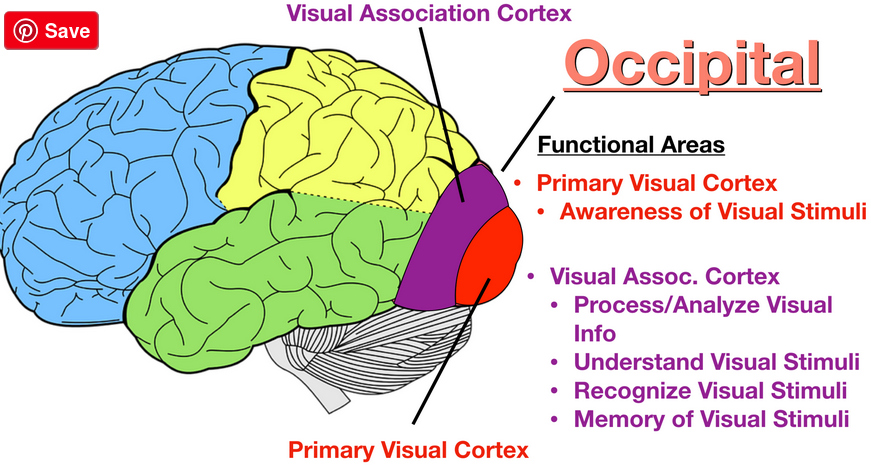 områden_i_occipitallob