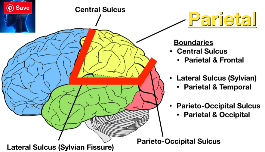 avgränsning_parietallob