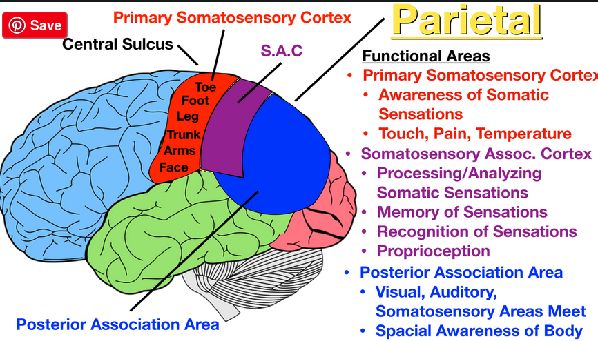 områden_i_parietallob