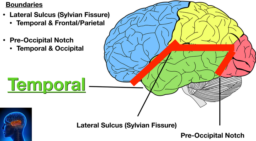 avgränsning_temporallob