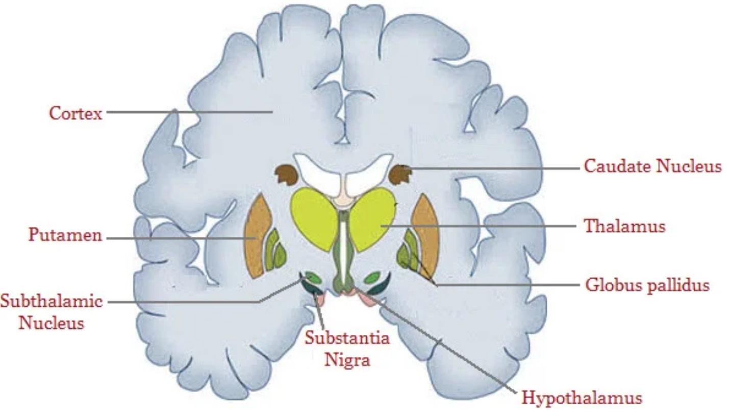 basala_ganglier_anatomi